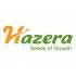 Hazera