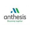 ANTHESIS