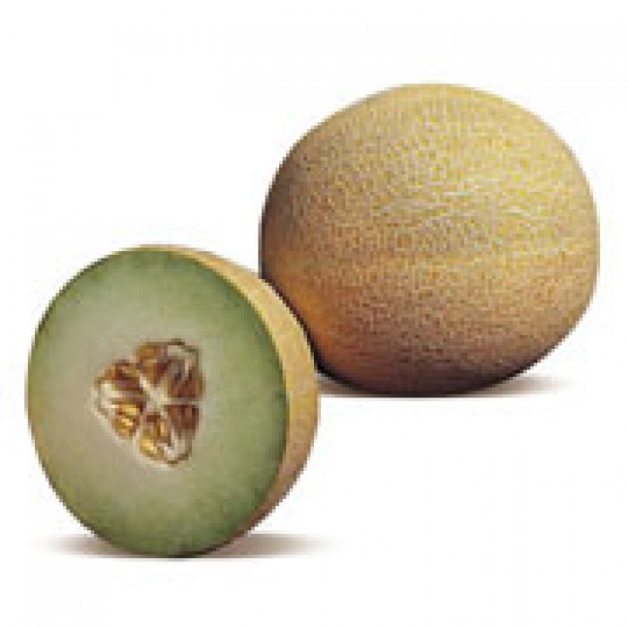 Πεπόνι HZ GALIA LAVIGAL F1 500 Seeds